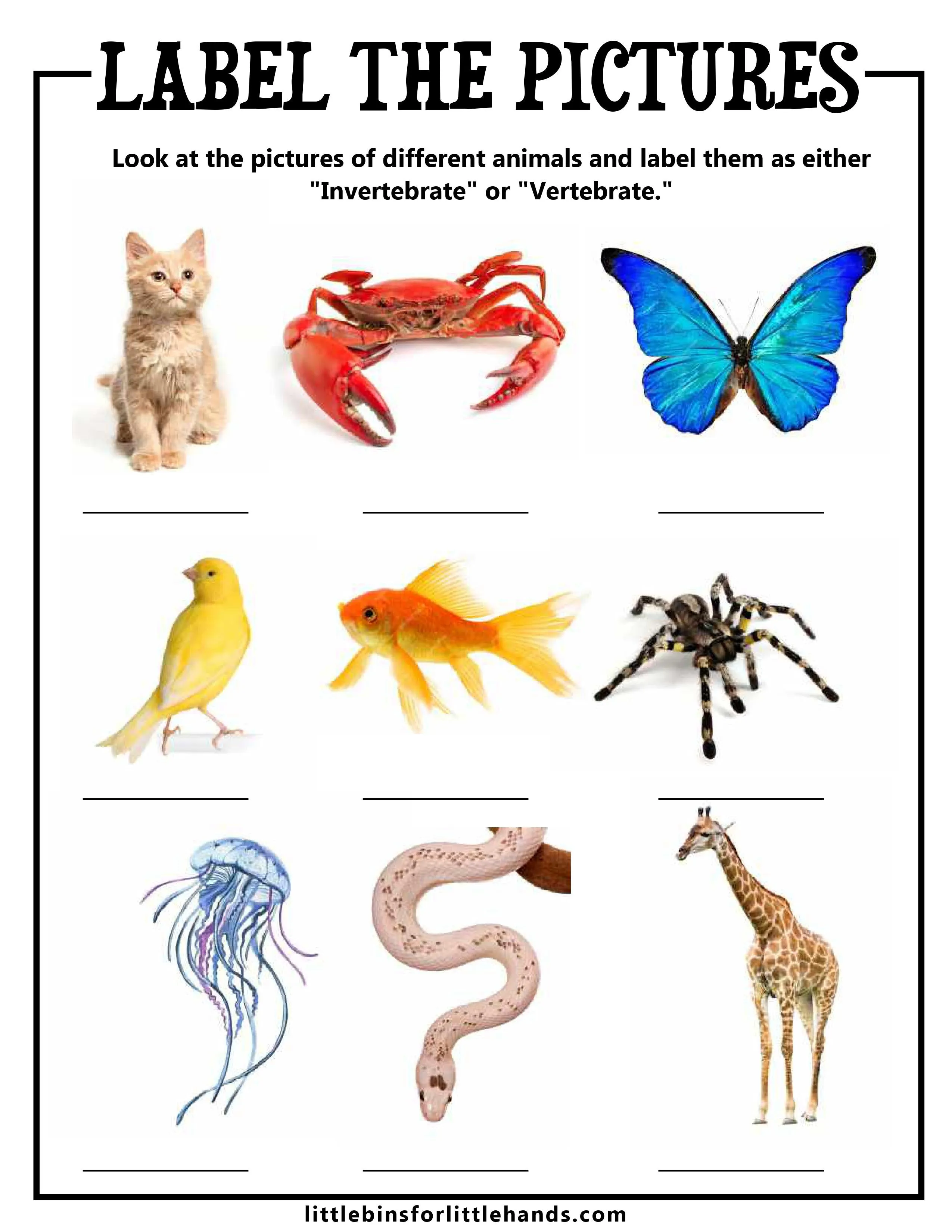 Animal Classification Activity Pack