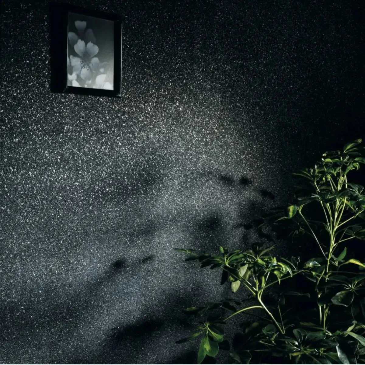 Euphoria Silver - 2110